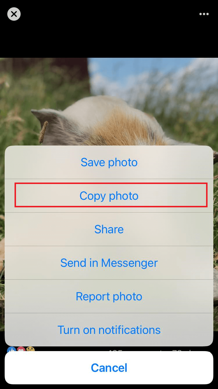 "Copy photo" highlighted in an image menu in Facebook for iPhone.